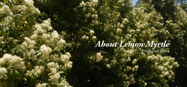 02 Find Out More About Lemon Myrtle